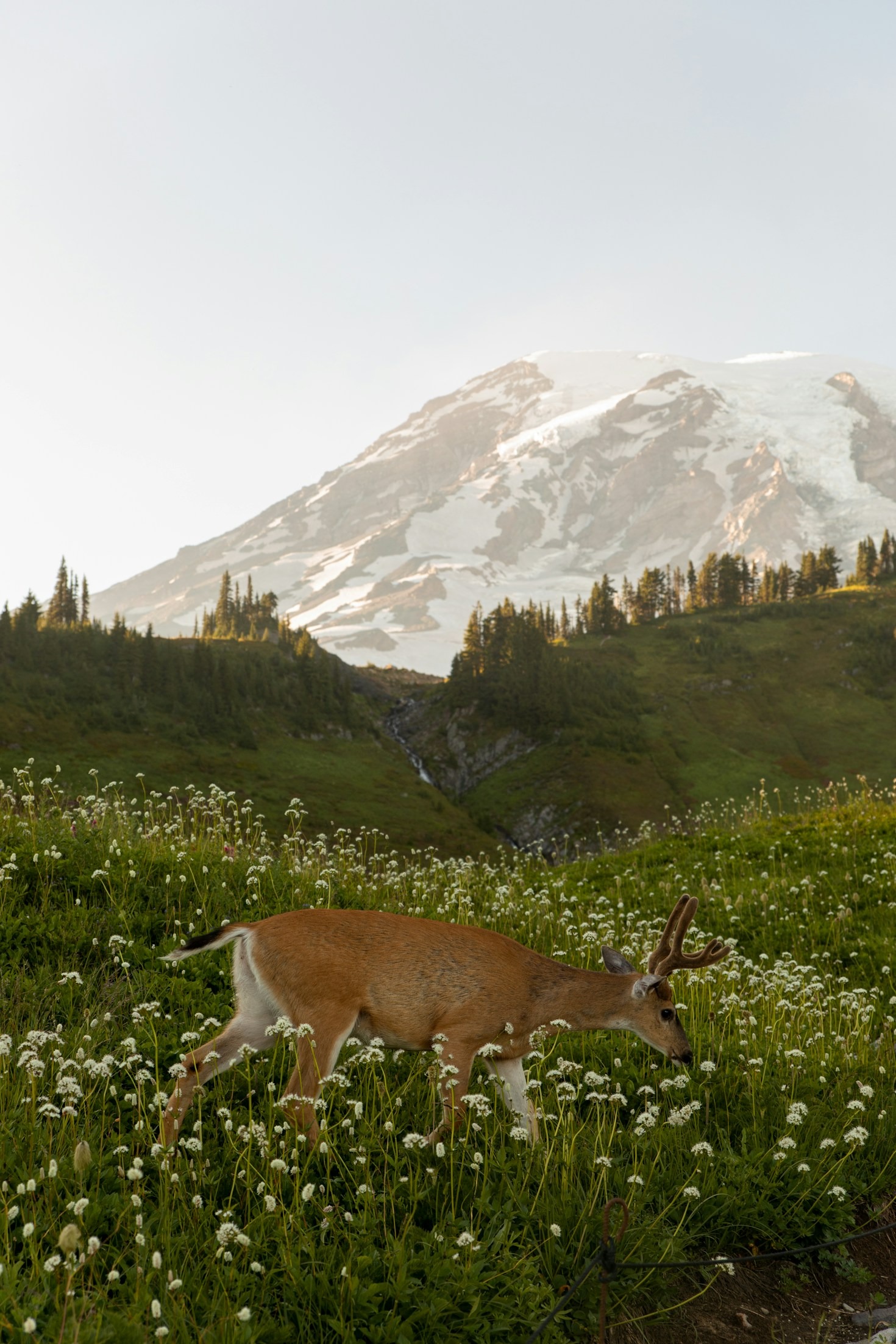 The Art of Wildlife Photography Outdoors
